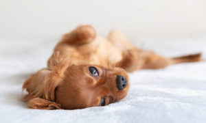 Por Que O Cachorro Dorme De Barriga Pra Cima Seres