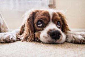 Fungo Em Cachorro Saiba Aqui Como Agir Em Caso De Suspeita