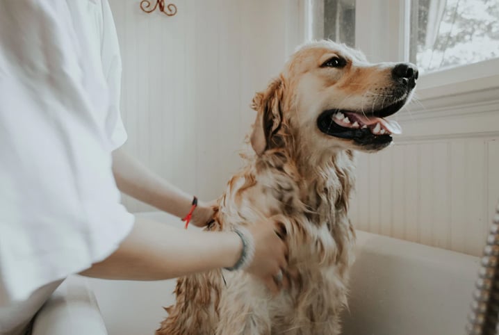 Como lidar com a dermatite em cachorro?