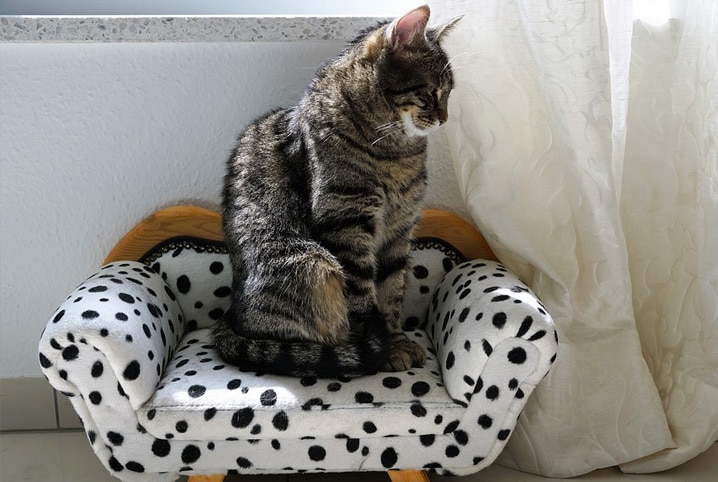 Gato em cima de uma cadeirinha para pets.
