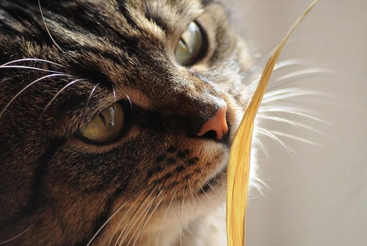 gato olhando para folha