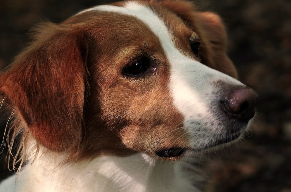 CORES DO COCÔ E SIGNIFICADO EM CÃES