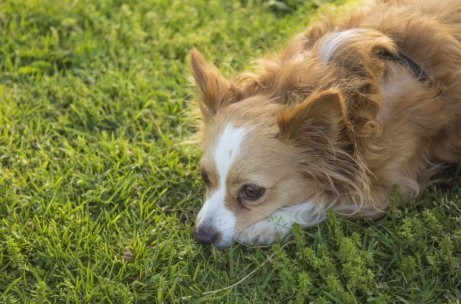 Cachorro deitado na grama