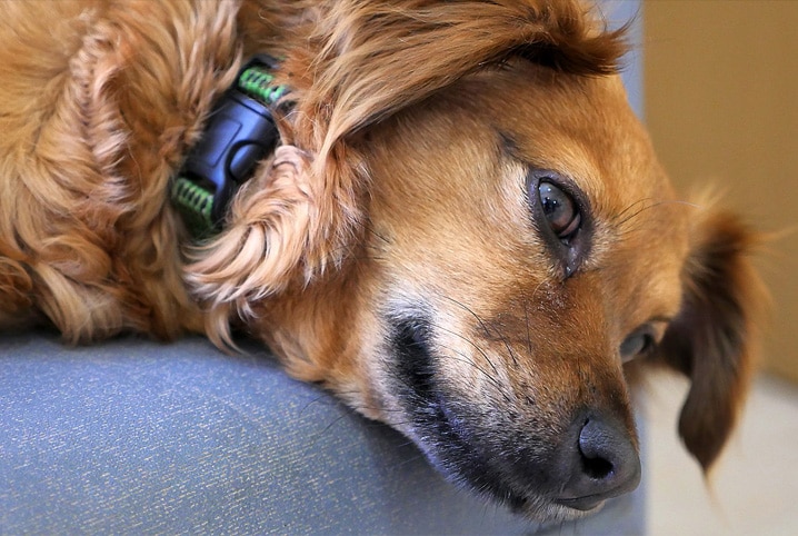 quimioterapia em cães