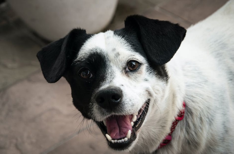 Cachorro branco com marca preto no olho direito e orelhinhas