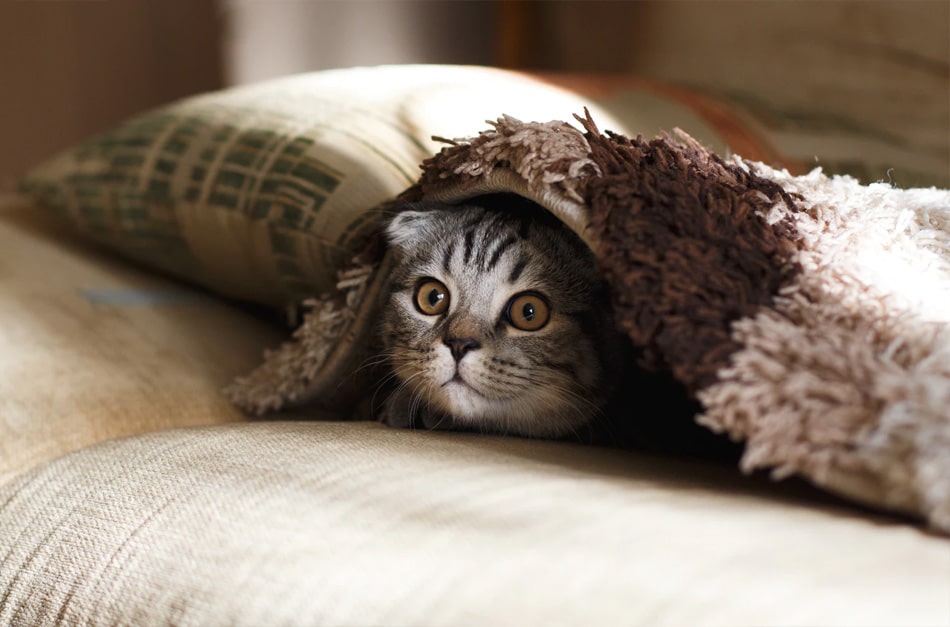 Gato embaixo de cobertor