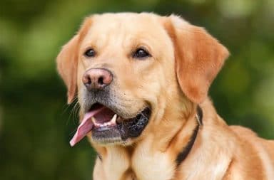 Cachorro com a língua para fora da boca