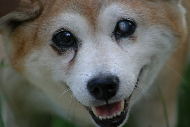 Descubra se remela no olho do cachorro pode ser verme