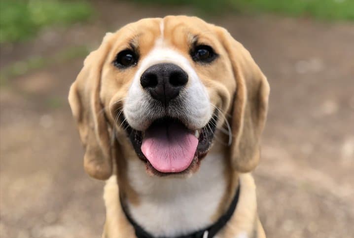 Cachorro branco e marrom ao ar livre mostrando a língua