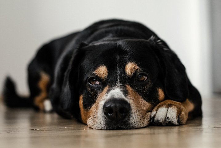 Cachorro preto com manchinhas marrons deitado no chão