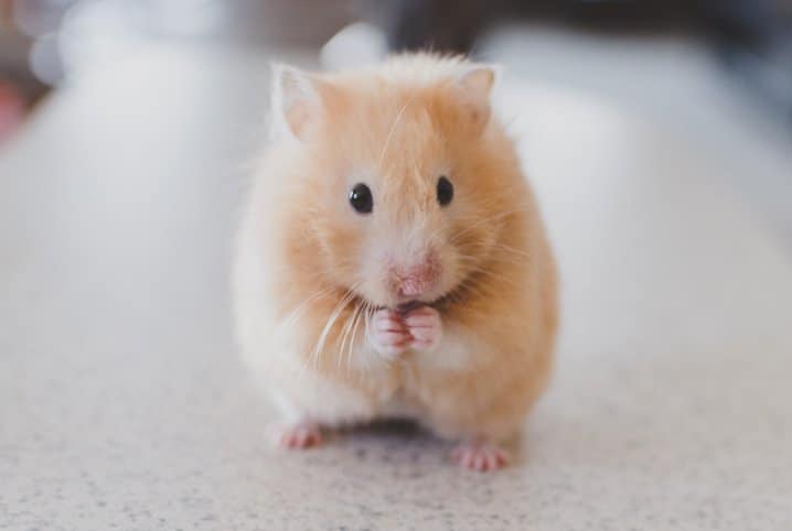 Hamster com as patinhas na boca