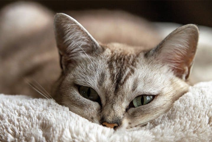 Descubra com quantos dias os gatos abrem os olhos