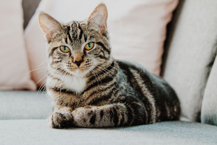 4 dicas para limpar a caixa de areia do gato corretamente