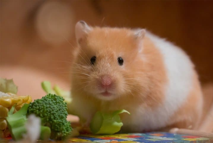 Hamster comendo legumes