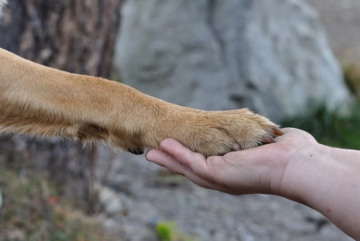 Pata de cachorro em uma mão