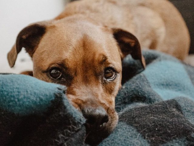 Sarcoma em cães: conheça uma das neoplasias que acometem os peludos