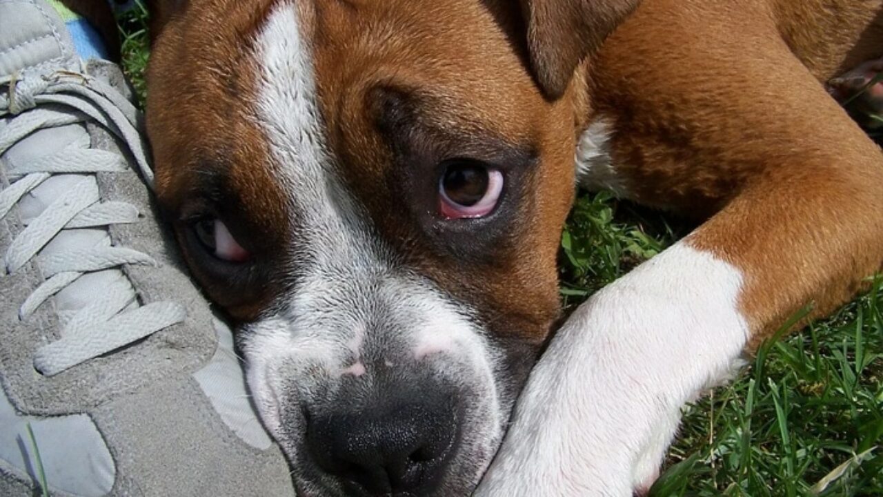 Descubra se remela no olho do cachorro pode ser verme