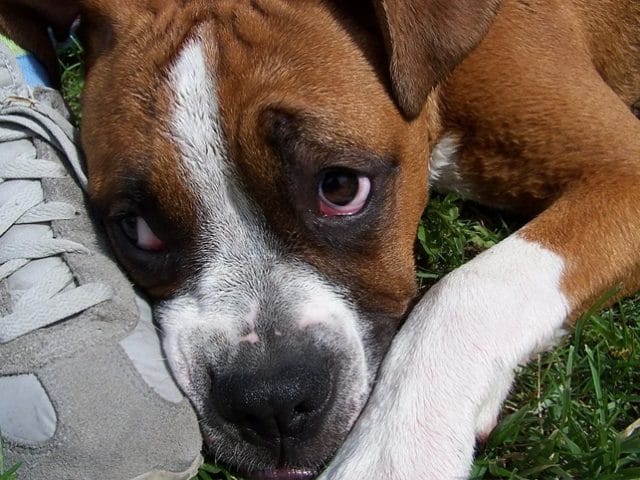 4 possíveis causas de cachorro com olho inchado