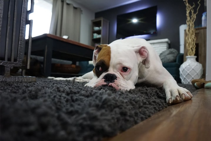 cachorro deitado no tapete