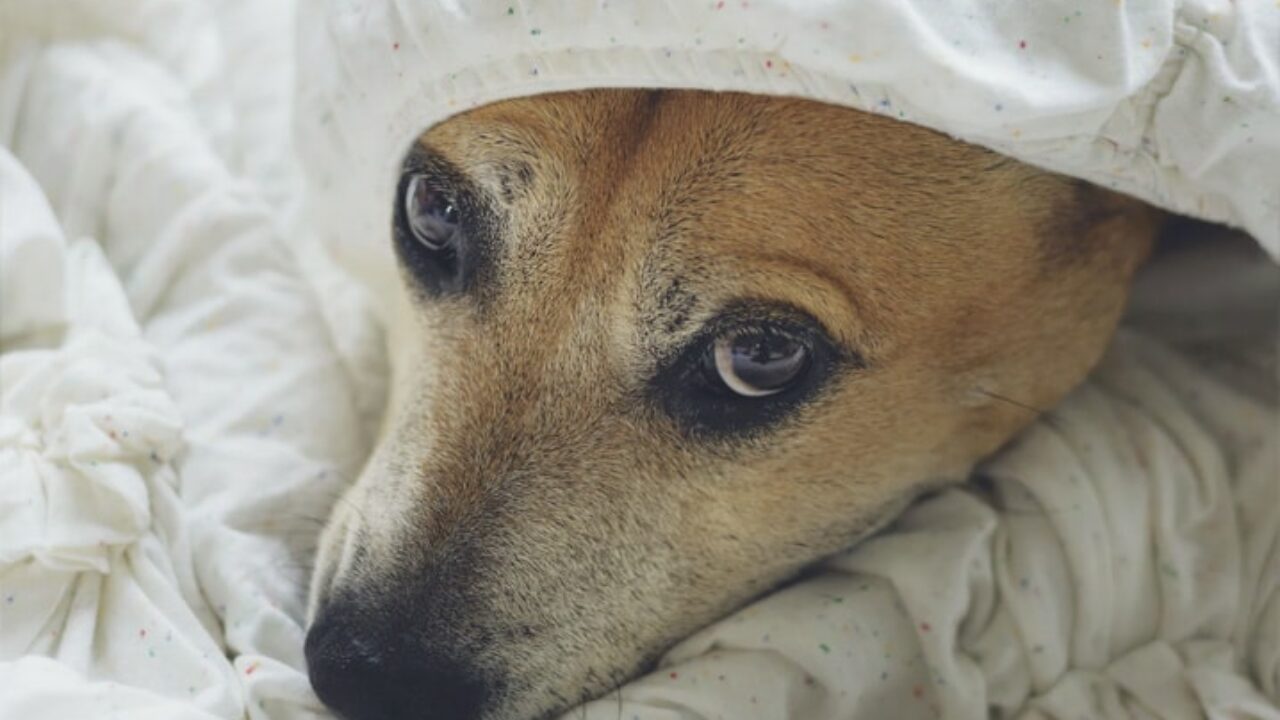 Tosse do canil, Saúde do cão e cuidados