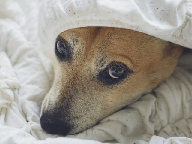Cachorro resfriado: causas, sinais clínicos e tratamento
