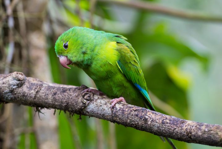 Você sabe se papagaio pode comer carambola? Descubra!