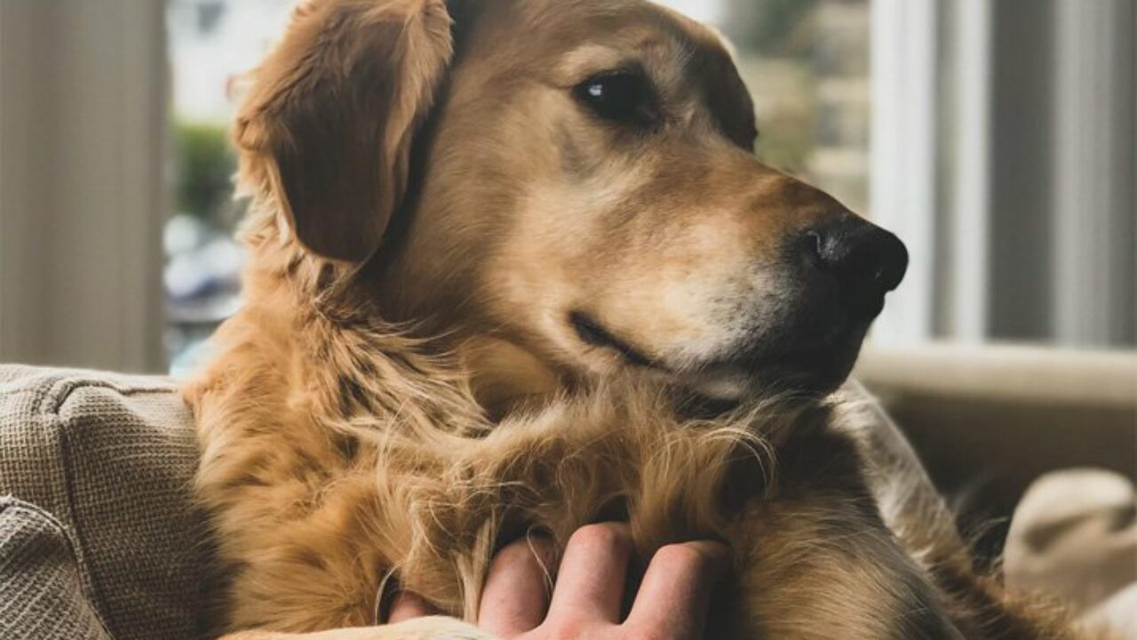 Meu pet está com pelos caindo, preciso me preocupar? Confira causas e como  evitar a queda de pelo