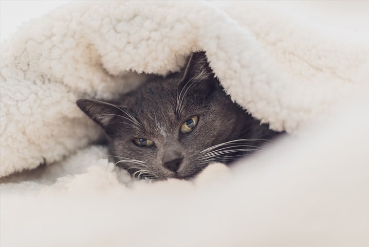 gato embaixo de coberta