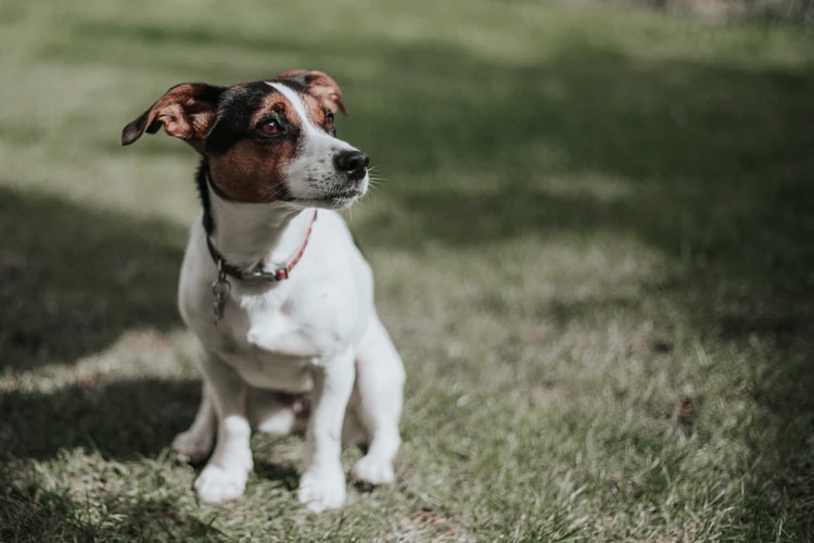 cachorro com olhar assustado