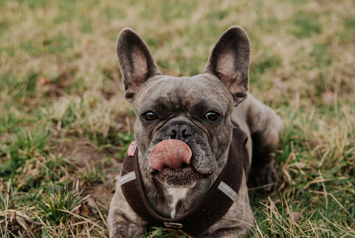 cachorro espirrando