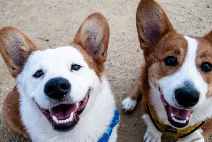 Cachorro troca de dente: conheça oito curiosidades