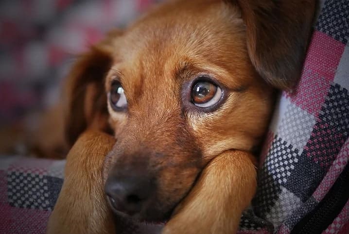 Cachorro no colo