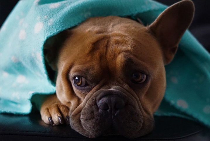 Cachorro na chuva: pode ou não pode? Entenda tudo!