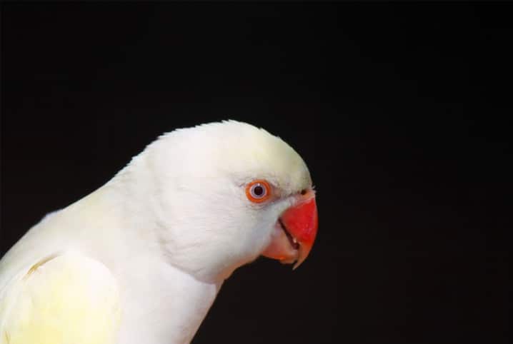 calopsita rara de perfil