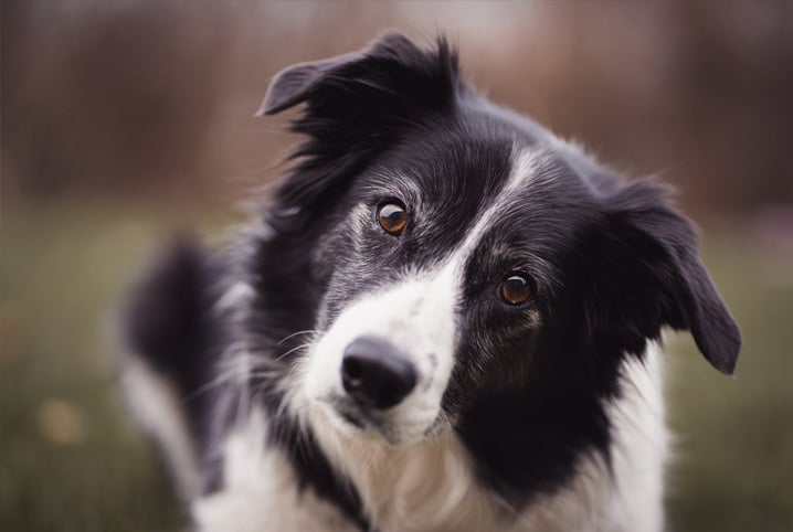 CORES DO COCÔ E SIGNIFICADO EM CÃES