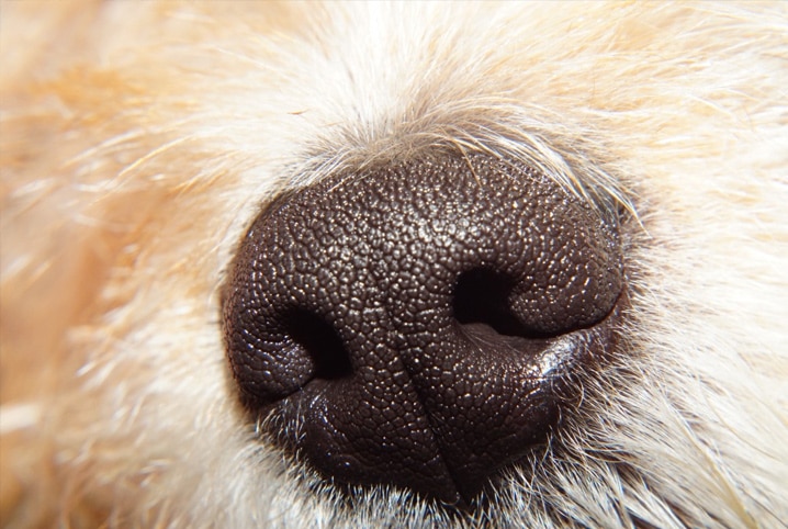 nariz de cachorro
