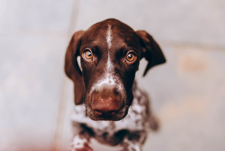 cachorro em pé