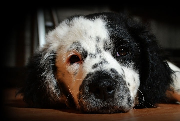 Venha descobrir por que Border Collie solta muito pelo! I Petz