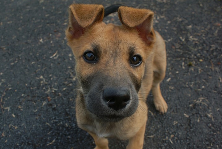 conjuntivite em cachorro