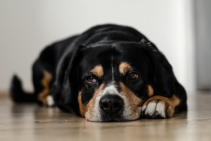 cachorro doente deitado no chão