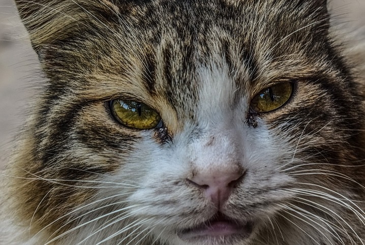 câncer de pele em gatos