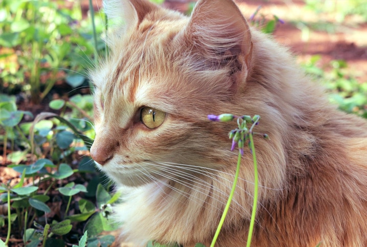 Gato perdendo pelo, com casquinhas na ponta da orelha e pequenas