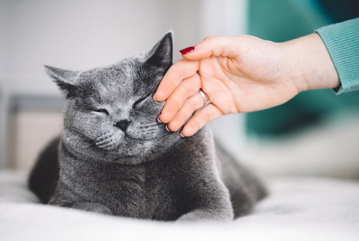 gravidez psicológica em gatos