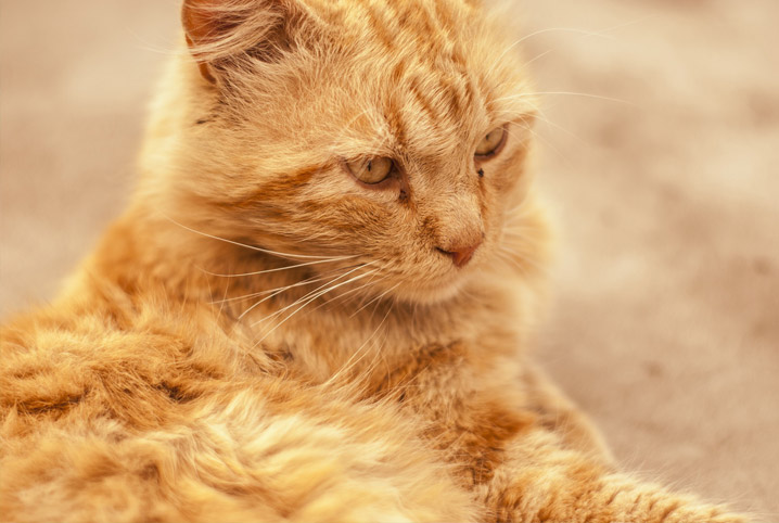 gravidez psicológica em gatos