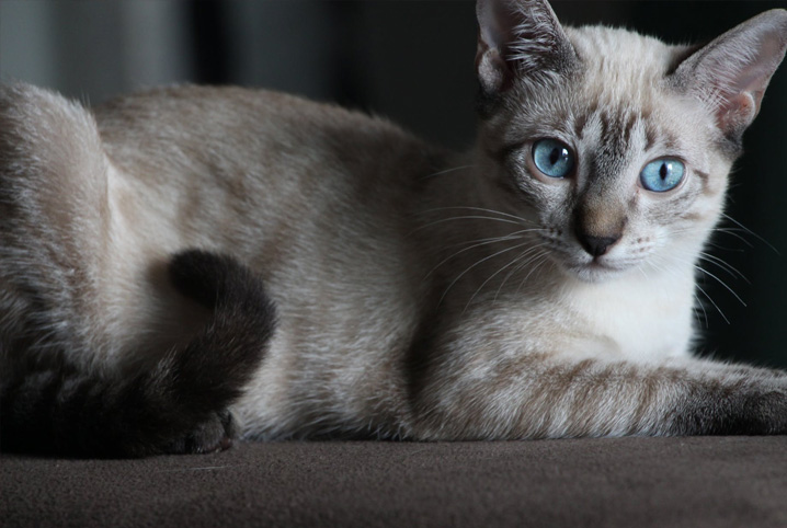 Aprenda a limpar a orelha do gato e entenda porque a prática é tão  importante