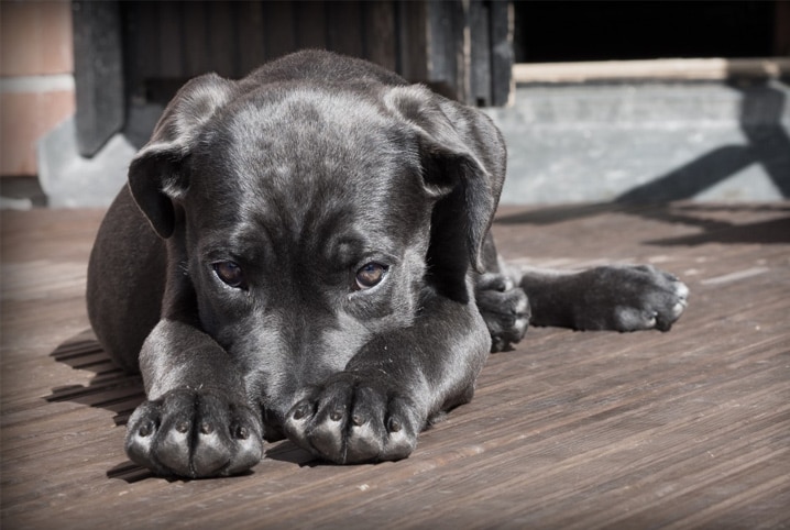 focinho de cachorro machucado