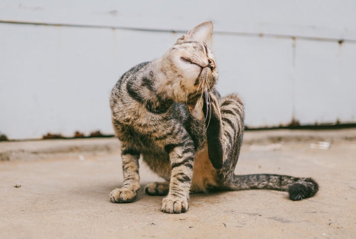 Viu o gato coçando muito a orelha? Descubra o que pode ser