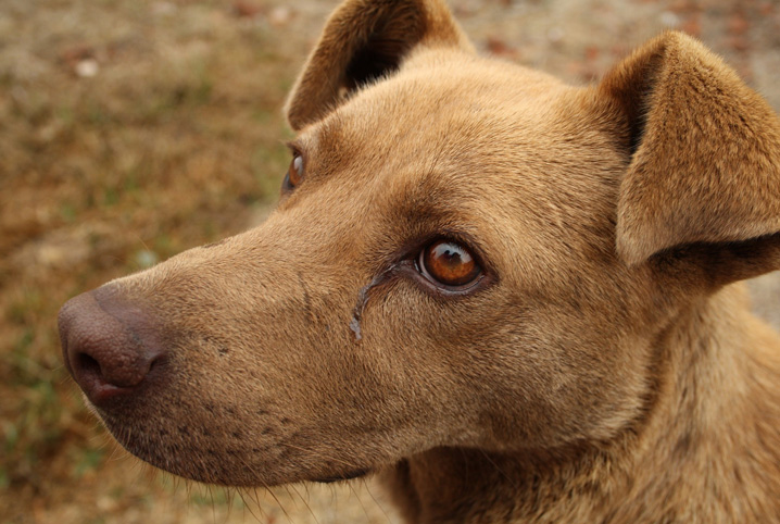 remela no olho do cachorro