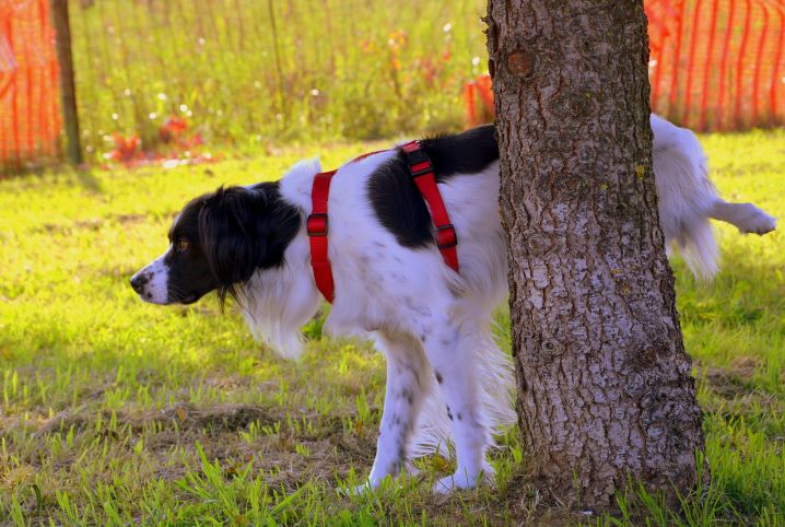 cachorro urinando na árvore