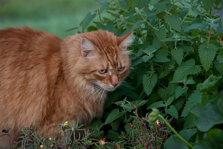 Gato pode comer fígado? Descubra aqui!